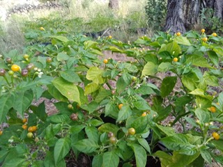 Plant de piments Aji Charapita