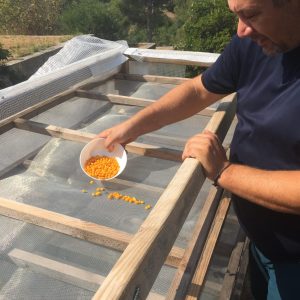 Jérôme Pezzicoli, producteur de piments sauvages à la Pimenteraie Plein Cagnard à Aubagne