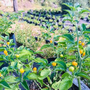 Les plants de piments d'exception Aji Charapita cultivés à Aubagne